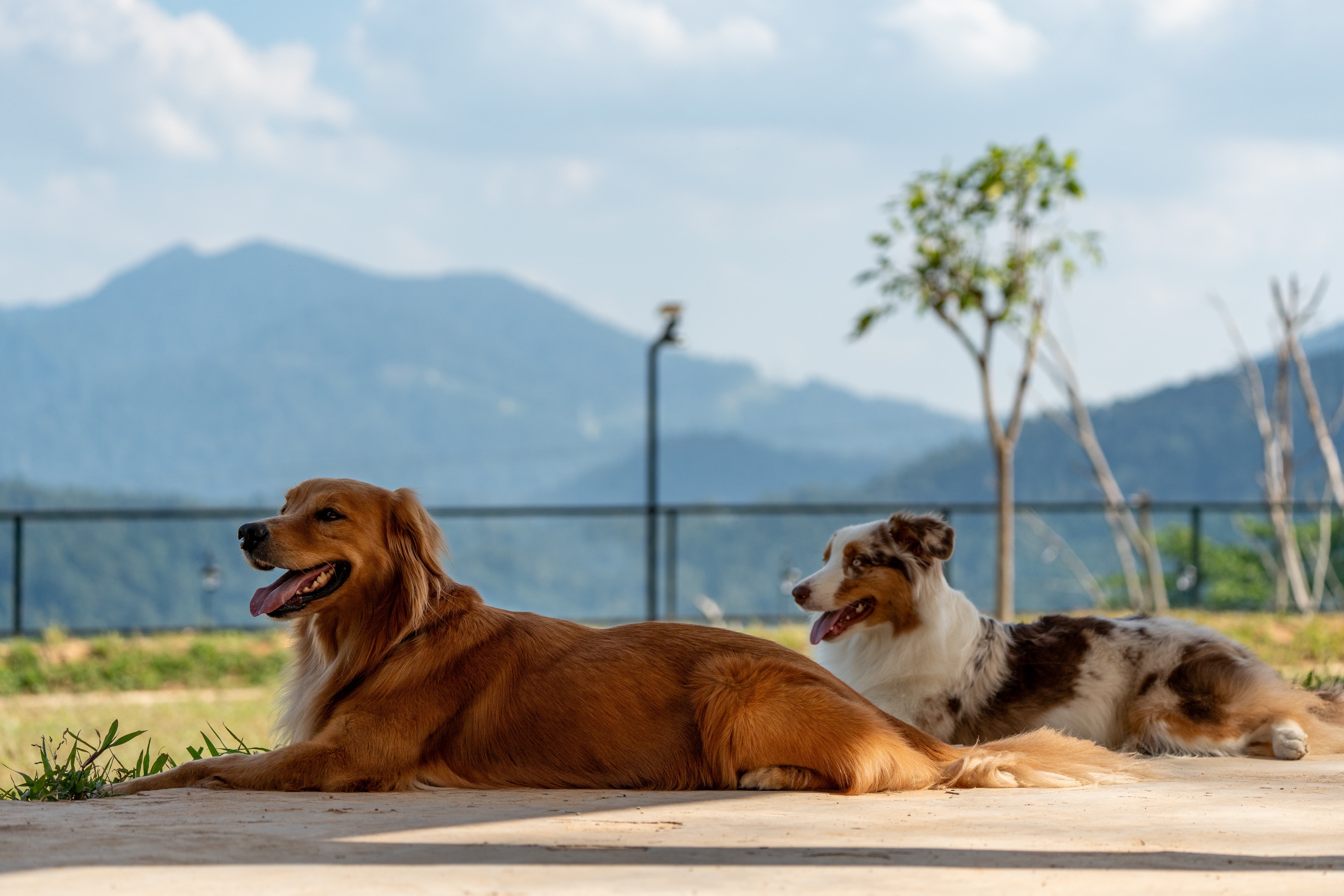 Forest trail and adventure