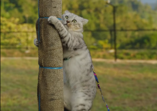 Cat climbing pole